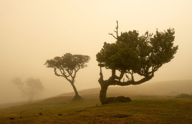 Madeira Landscape Photography Holiday & Workshop: Fanal Forest