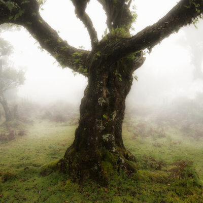 Madeira Landscape Photography Holiday & Workshop: Fanal Forest